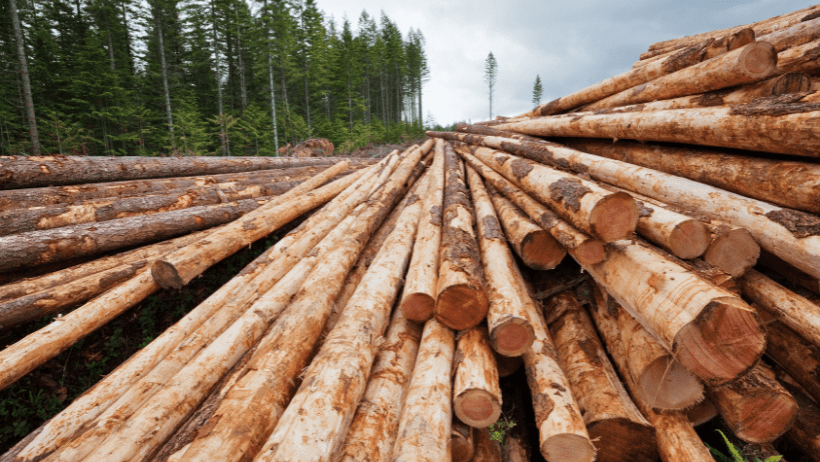 A large pile of cut pine trees is stacked with a forest of pine trees and blue sky in the background