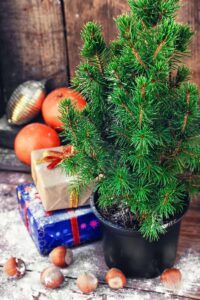 A small evergreen tree in a black plastic pot sits next to a pile of wrapped Christmas presents. Chestnuts are strewn about in the foreground