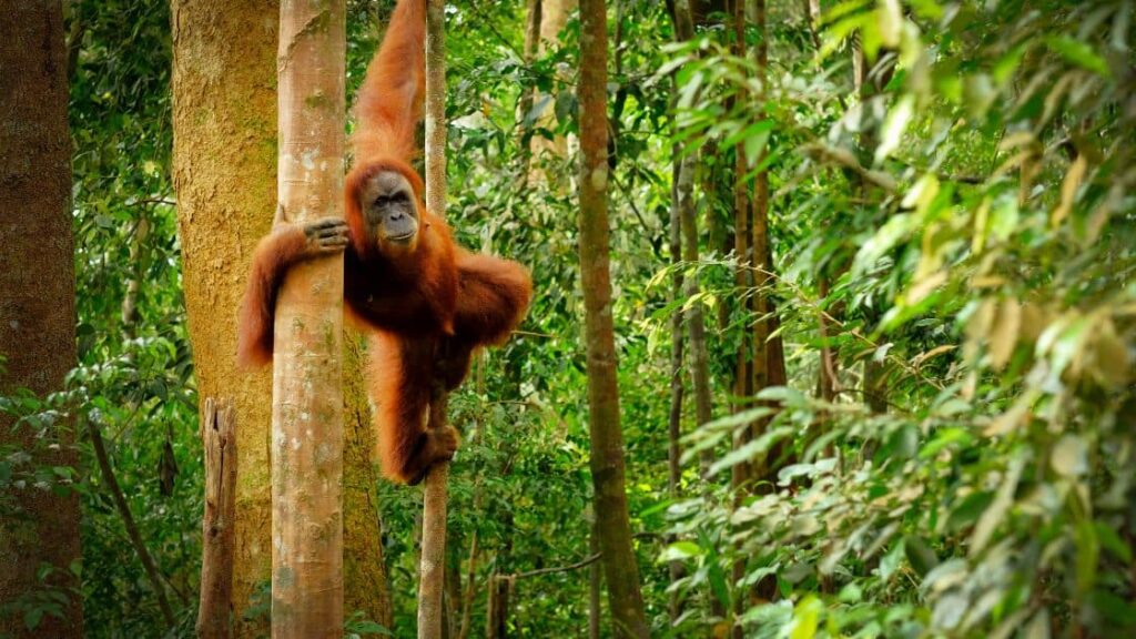 A juvenile orangutan hangs from one hand in a dense forest