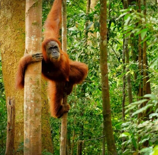 An orangutan hangs by one arm from a tree trunk in a lush forest