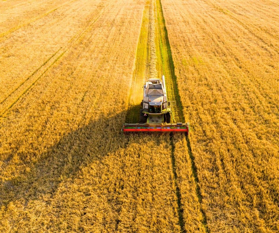A large tractor cuts a wide path through a field of golden crops. The late afternoon sun casts long shadows.