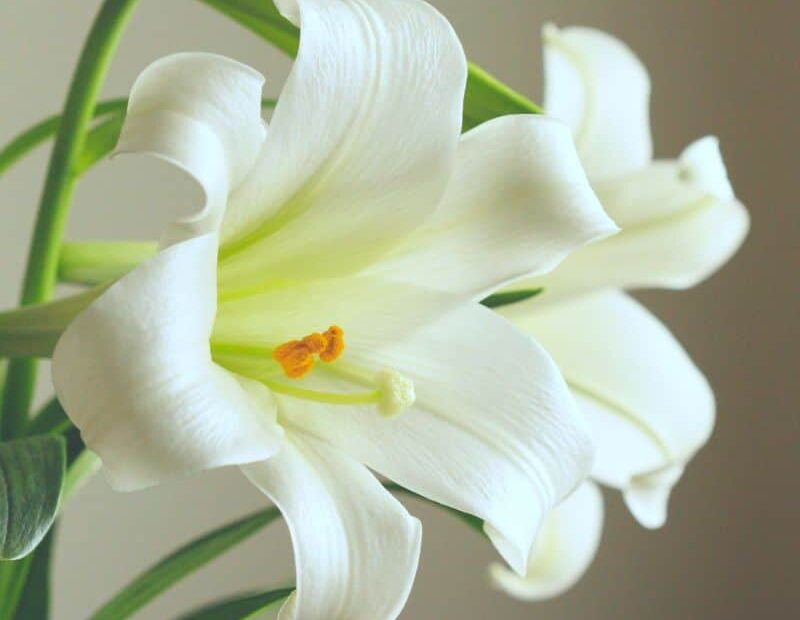 A close up of two white stargazer lilies against a greige background