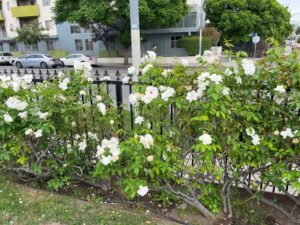 Sister Judy Molosky's white roses