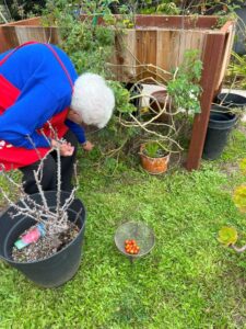 Sister Anne McMullen picking cherry tomatoes