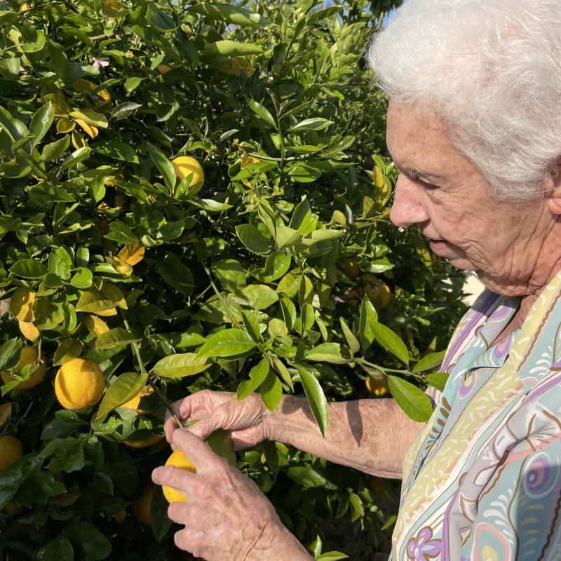 A woman with white hair plucks a lemon off a tree