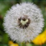 A dandelion seed head is missing a chunk of seeds that form a heart shape