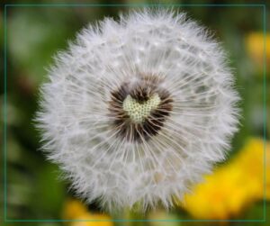 A dandelion seed head is missing a chunk of seeds that form a heart shape