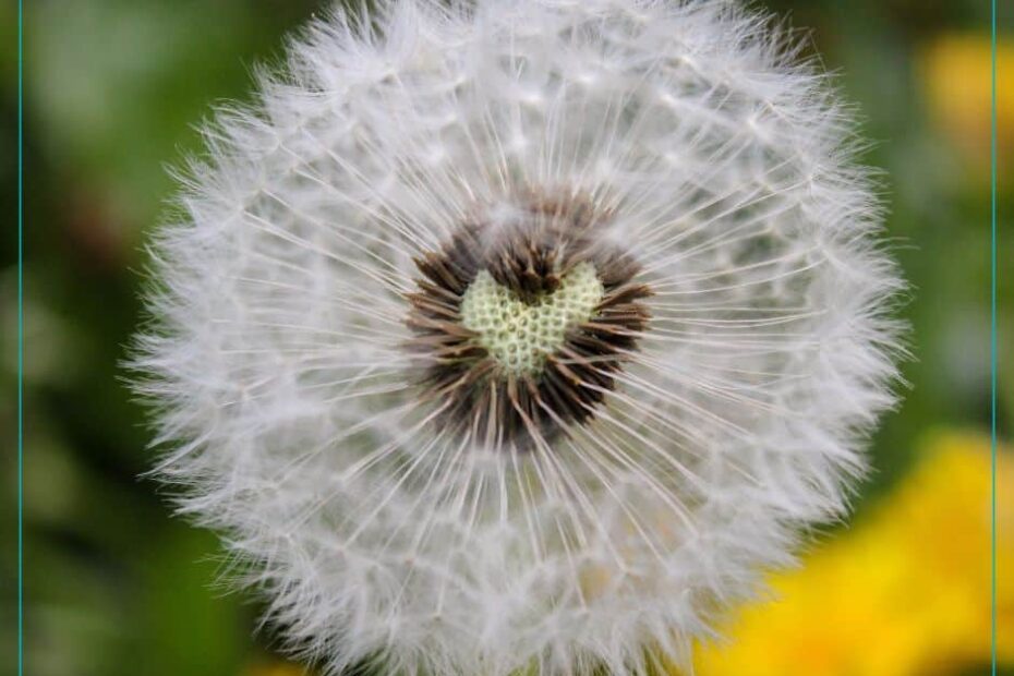 A dandelion seed head is missing a chunk of seeds that form a heart shape