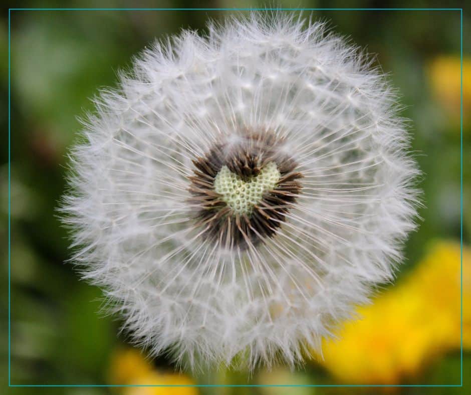 A dandelion seed head is missing a chunk of seeds that form a heart shape