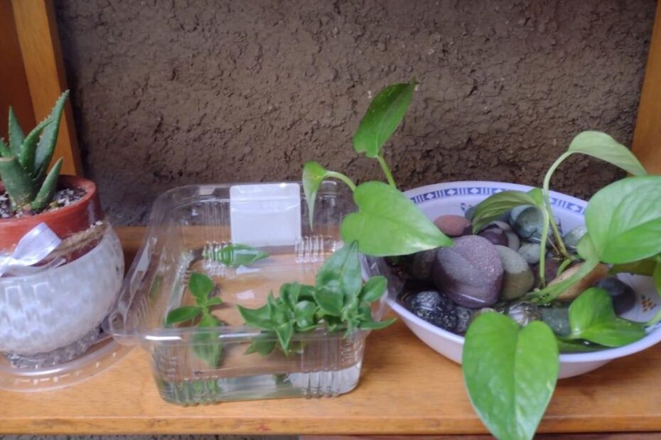 Three vessels for plants sit on a shelf They are repurposed plastic containers and old bowls